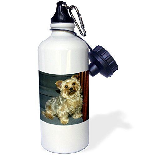 3dRose wb_154691_1"Yorkie 2" Sports Water Bottle, 21 oz, White