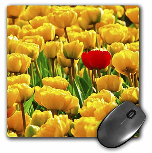 3dRose LLC 8 x 8 x 0.25 Inches Mouse Pad, 1 Red Among Yellow Tulips (mp_55164_1) 3dRose LLC 8 x 8 x 0.25 Inches Mouse Pad, 1 Red Among Yellow Tulips (mp_55164_1)
