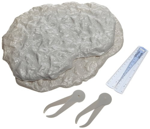 American Educational Variation and Evolution Fossil Kit American Educational Variation and Evolution Fossil Kit