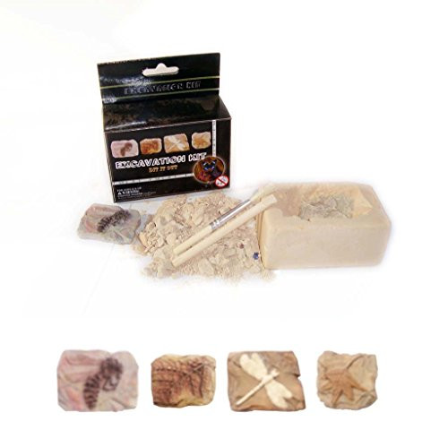 Small Fossil Excavation Kit