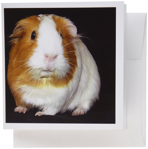 3dRose Guinea Pig - Greeting Cards, 6 x 6 inches, set of 6 (gc_1061_1)