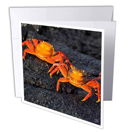 3dRose Sally Lightfoot Crab,Grapsus grapsus,Santiago Island Galapagos - Greeting Cards, 6 x 6 inches, set of 6 (gc_10135_1)