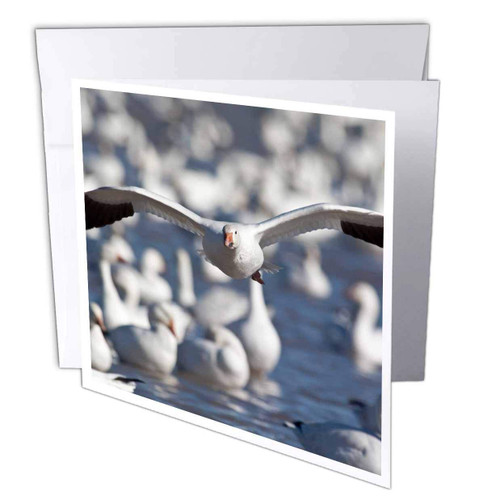 3dRose Snow Geese bird, Bosque del Apache, New Mexico - US32 RBR0001 - Rick A. Brown - Greeting Cards, 6 x 6 inches, set of 6 (gc_92924_1)