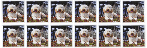 3dRose Labradoodle Lying in Ice Plant 6 x 6 Inches Greeting Cards, Set of 12 (gc_192369_2)