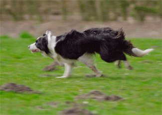3D Animated Lenticular Postcard - Border Collie Running - 4x6 Greeting Card