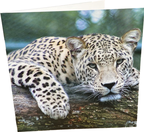 Maturi Leopard Square Blank Birthday Greetings Card
