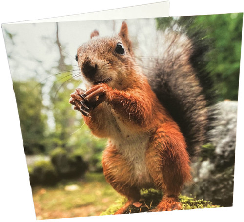 Maturi Blank Greeting Card with Squirrel Image