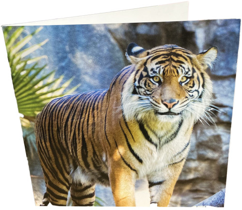 Maturi Tiger Square Blank Birthday Greetings Card