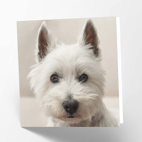Maturi Blank Greetings Card with West Highland Terrier Dog Image