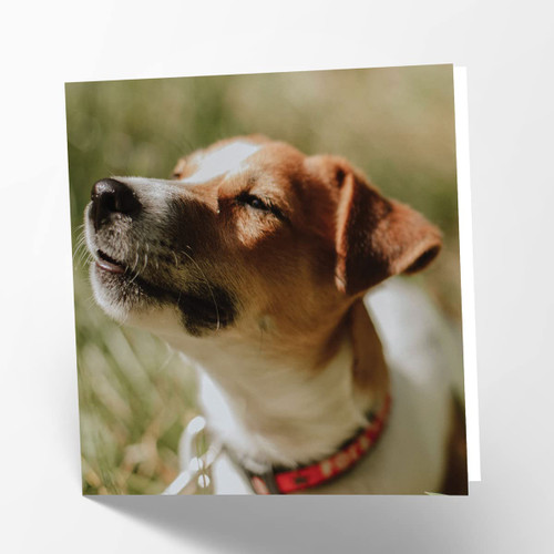 Maturi Blank Greetings Card with Jack Russell Dog Image