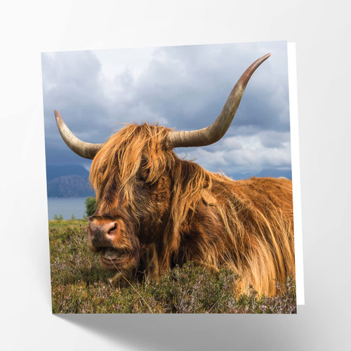 Maturi Blank Greetings Card with Highland Cow Image