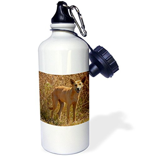 3dRose wb_76302_1"Dingo wildlife, Kakadu NP, Northern Territory, Australia-AU01 DWA4452 David Wall" Sports Water Bottle, 21 oz, White