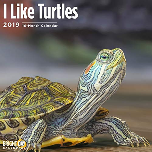 Turtles 2019 16 Month Wall Calendar 12 x 12 Inches Turtles 2019 16 Month Wall Calendar 12 x 12 Inches