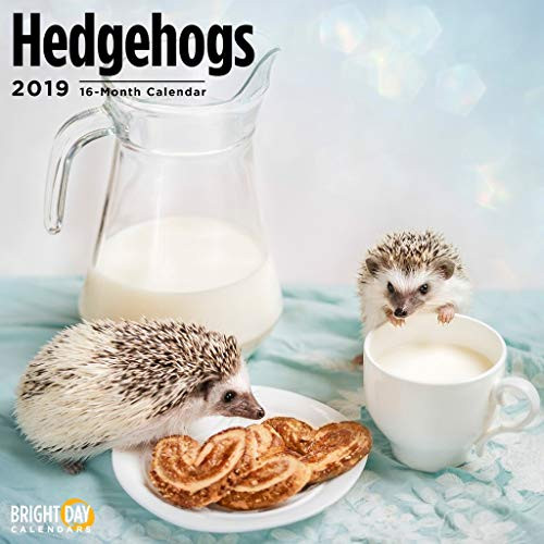 Hedgehogs 2019 16 Month Wall Calendar 12 x 12 Inches Hedgehogs 2019 16 Month Wall Calendar 12 x 12 Inches