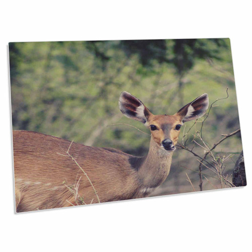 3dRose Antelope with Large Ears Looking into The Camera - Desk Pad Place Mats (dpd-275875-1)