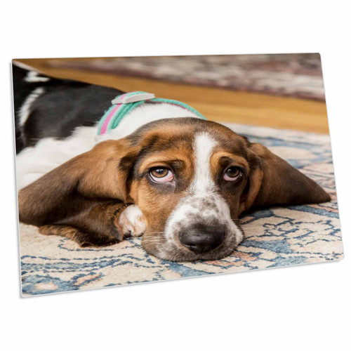3dRose Three Month Old Basset Puppy Looking forlorng. - Desk Pad Place Mats (dpd-332733-1) 3dRose Three Month Old Basset Puppy Looking forlorng. - Desk Pad Place Mats (dpd-332733-1)