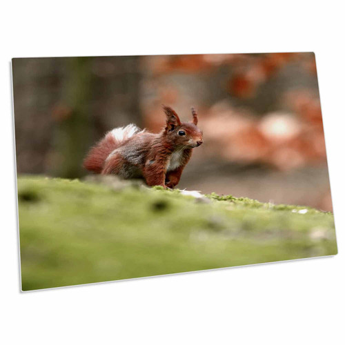 3dRose UK, England. Red Squirrel - EU33 DSL0051 - David Slater - Desk Pad Place Mats (dpd-82760-1)