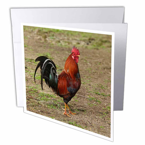 3dRose Rooster, Rarotonga, Cook Islands, South Pacific - Greeting Cards (gc-367171-2) 3dRose Rooster, Rarotonga, Cook Islands, South Pacific - Greeting Cards (gc-367171-2)