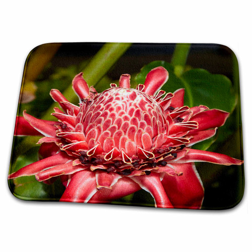 3dRose Torch Ginger, Titakaveka, Rarotonga, Cook Islands,... - Bathroom Bath Rug Mats (rug-367167-1) 3dRose Torch Ginger, Titakaveka, Rarotonga, Cook Islands,... - Bathroom Bath Rug Mats (rug-367167-1)