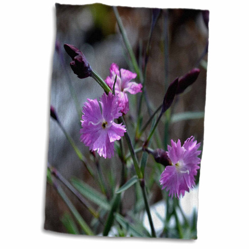3dRose WhiteOak Photography Floral Prints - Delicate small purple flowers - Towels (twl-160926-1)