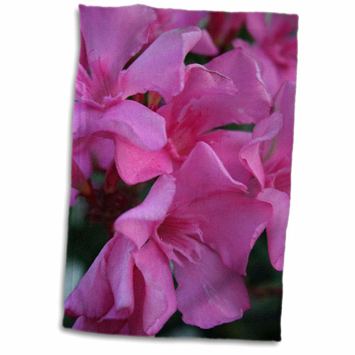 3dRose Close Up Shot of Pink Flowers On An Oleander Shrub-Small dogbane tree - Towels (twl-167475-1)