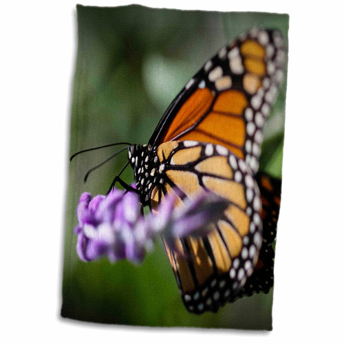 3dRose A colorful Monarch Danaus Plexippus butterfly. - Towels (twl-200268-1)