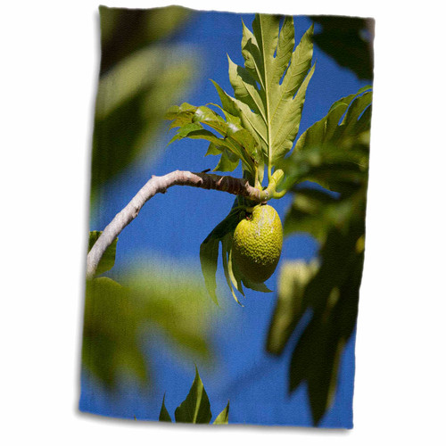 3dRose Cook Islands, Palmerston Island. Close up of Breadfruit Tree. - Towels (twl-228565-1)