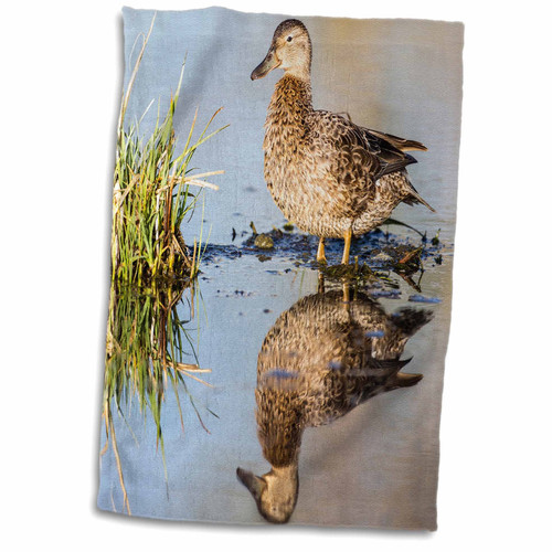 3dRose Danita Delimont - Birds - USA, Wyoming, Female Cinnamon Teal - Towels (twl-231919-1) 3dRose Danita Delimont - Birds - USA, Wyoming, Female Cinnamon Teal - Towels (twl-231919-1)