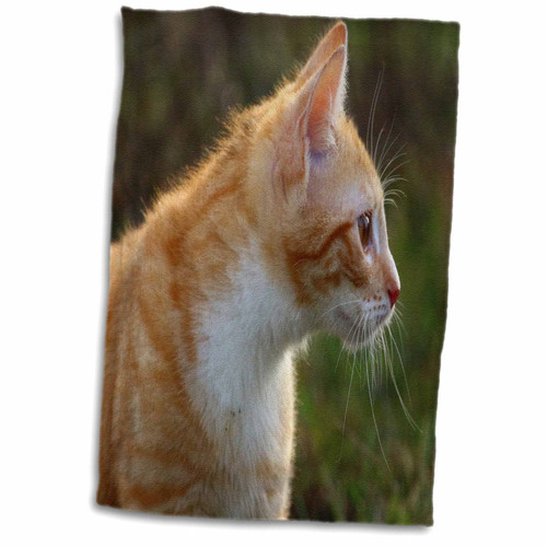 3dRose Sven Herkenrath Cat - Red Cat Animal in the Free Nature Tiger - Towels (twl-240646-1) 3dRose Sven Herkenrath Cat - Red Cat Animal in the Free Nature Tiger - Towels (twl-240646-1)