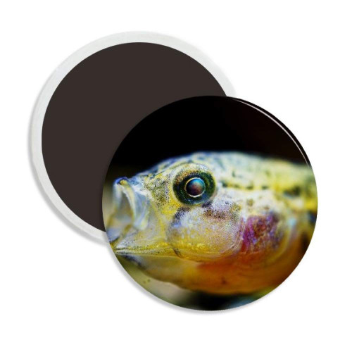 Marine Organism Small Tropical Fish Round Ceramics Fridge Magnet Keepsake Decoration