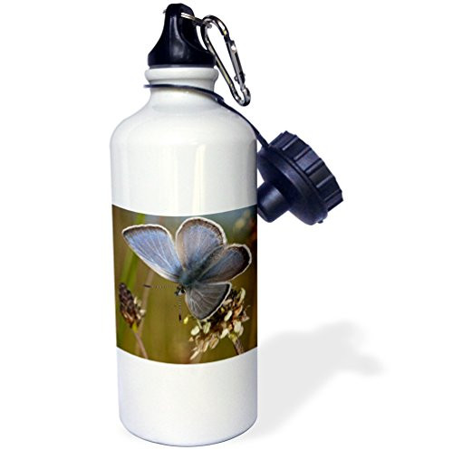 3dRose wb_93931_1"Fenders Blue Butterfly, Baskett Slough NWR, Oregon US38 RBR0077 Rick A. Brown" Sports Water Bottle, 21 oz, White