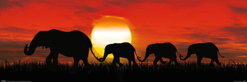 Pyramid America Elephant Sunset Photo Photograph Cool Wall Decor Art Print Poster 36x12