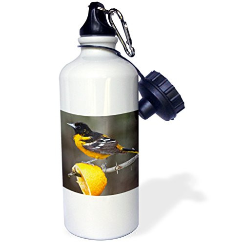 3dRose wb_94471_1"South Padre Island, Texas, Baltimore Oriole bird US44 LDI0230 Larry Ditto" Sports Water Bottle, 21 oz, White