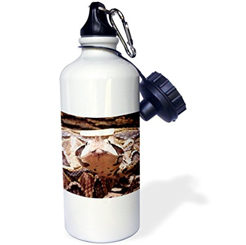 3dRose wb_83953_1"West African Gabon Viper snake NA02 DNO0436 David Northcott" Sports Water Bottle, 21 oz, White