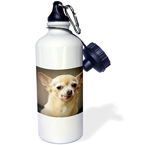 3dRose wb_92682_1"Toothless Chihuahua Dog, Santa Fe, New Mexico US32 JMR0502 Julien McRoberts" Sports Water Bottle, 21 oz, White 3dRose wb_92682_1"Toothless Chihuahua Dog, Santa Fe, New Mexico US32 JMR0502 Julien McRoberts" Sports Water Bottle, 21 oz, White