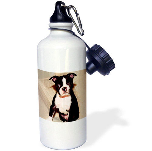 3dRose "Boston Terrier" Sports Water Bottle, 21 oz, White