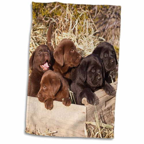 3D Rose Five Labrador Retriever Puppy Dogs-Na02 Zmu0160-Zandria Muench Beraldo Towel, 15" x 22" 3D Rose Five Labrador Retriever Puppy Dogs-Na02 Zmu0160-Zandria Muench Beraldo Towel, 15" x 22"