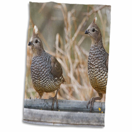 3D Rose Scaled Quail Bird Pair Perched On Water Pan-Us44 Ldi0718-Larry Ditto Towel, 15" x 22", Multicolor 3D Rose Scaled Quail Bird Pair Perched On Water Pan-Us44 Ldi0718-Larry Ditto Towel, 15" x 22", Multicolor