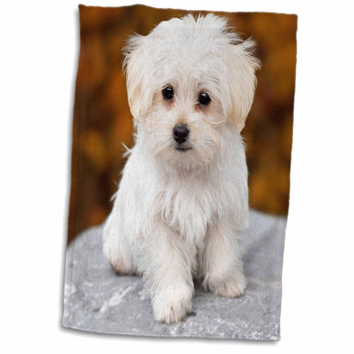 3D Rose Maltese. Cute Little Puppy Hand Towel, 15" x 22" 3D Rose Maltese. Cute Little Puppy Hand Towel, 15" x 22"