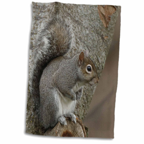3dRose - Danita Delimont - Squirrels - Grey Squirrel. - Towels (twl-345312-1) 3dRose - Danita Delimont - Squirrels - Grey Squirrel. - Towels (twl-345312-1)