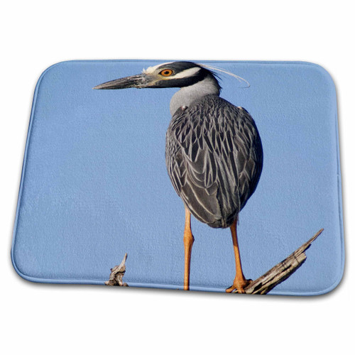 3dRose Yellow-crowned Night-Heron, Bird, Texas - NA02 RNU0313 -... - Dish Drying Mats (ddm-84377-1)