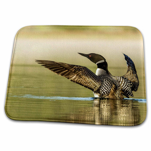 3dRose Common Loon Bird, Beaver Lake, Whitefish, Montana... - Bathroom Bath Rug Mats (rug-144805-1)
