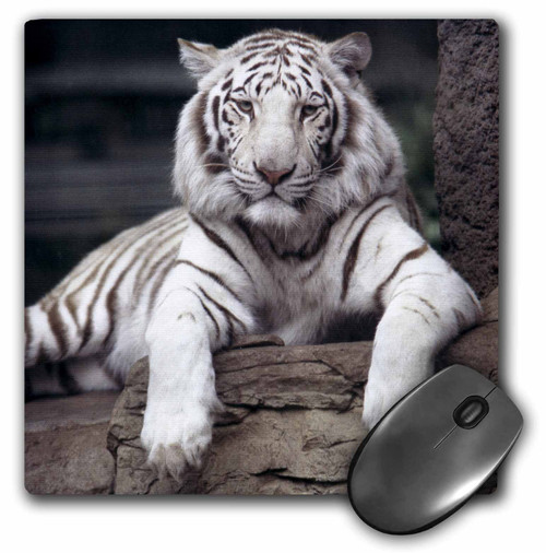 3dRose LLC 8 x 8 x 0.25 Inches Mouse Pad, White Tiger at The Sacramento Zoo California Tananarive Aubert (mp_88641_1)