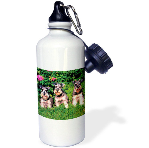 3dRose Boston Terrier Sports Water Bottle, 21 oz, White 3dRose Boston Terrier Sports Water Bottle, 21 oz, White