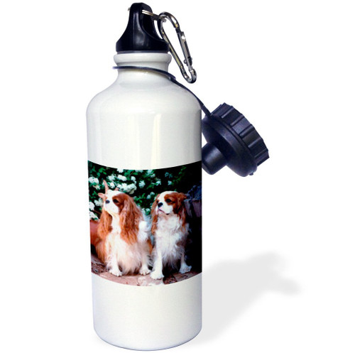 3dRose Two Blenheim Cavalier King Spaniel Sports Water Bottle, 21 oz, White 3dRose Two Blenheim Cavalier King Spaniel Sports Water Bottle, 21 oz, White