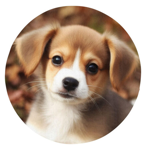 Round Rugs Cute Dog Area Rug 24 in Flannel Bath Rug Soft Bathroom Mat Non-Slip Carpet for Living Room Decor