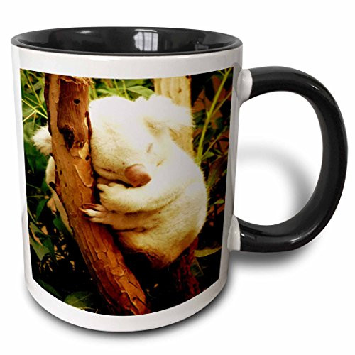 3dRose mug_62584_4"A Rare Albino Koala Bear" Two Tone Black Mug, 11 oz, Multicolor