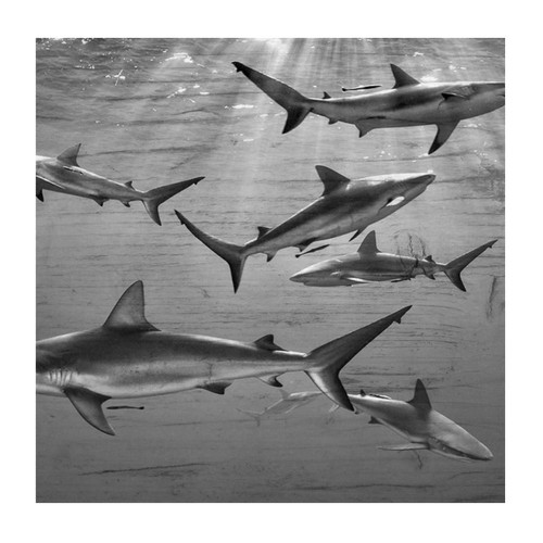 Shark Whale Fish Nautical Wall Stickers Custom Seascape Oil Painting Artwork Wall Decal Vinyl Mural Decals Quotes for Kids Room Bathroom Home Decorations Shark Whale Fish Nautical Wall Stickers Custom Seascape Oil Painting Artwork Wall Decal Vinyl Mural Decals Quotes for Kids Room Bathroom Home Decorations