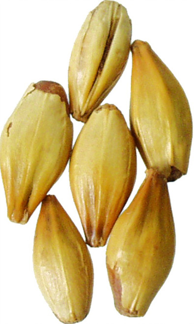 Malt - CaraRed - 1 lb (Pack of 10)