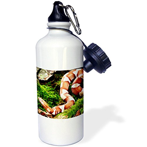 3dRose wb_83949_1"Northern Copperhead snake NA02 DNO0425 David Northcott" Sports Water Bottle, 21 oz, White